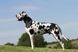 DOGUE ALLEMAND 047